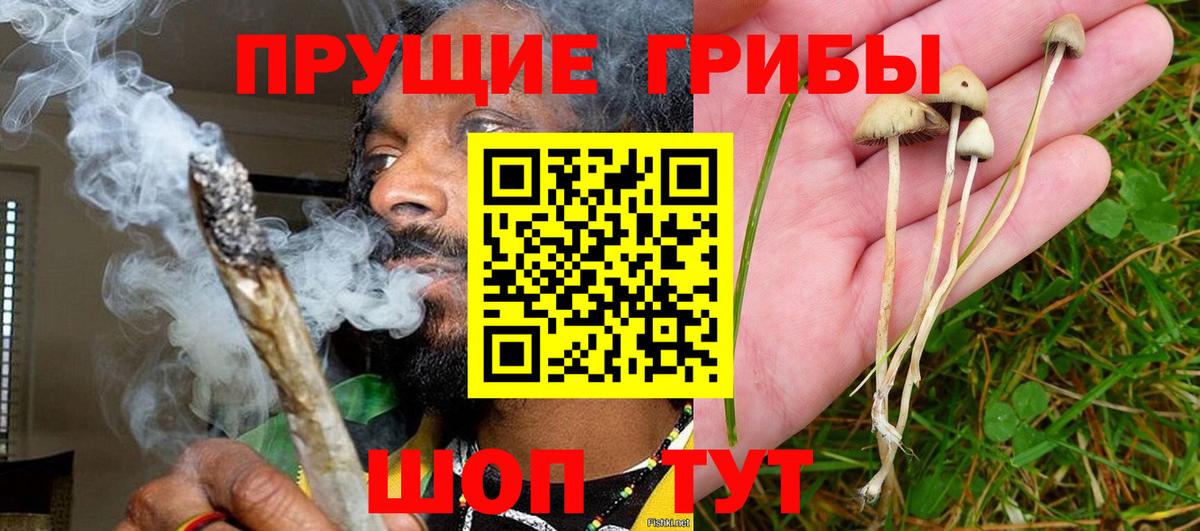 Калининград  хочу   Вход с VPN  Псилоцибиновые грибы прущие грибы  Псилоцибиновые грибы Psilocybe 